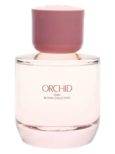 Zara Orchid